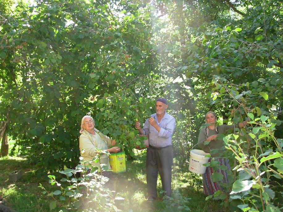 Bartın’da Fındık Rekoltesi 100 Tona Düştü!